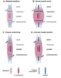 fascia